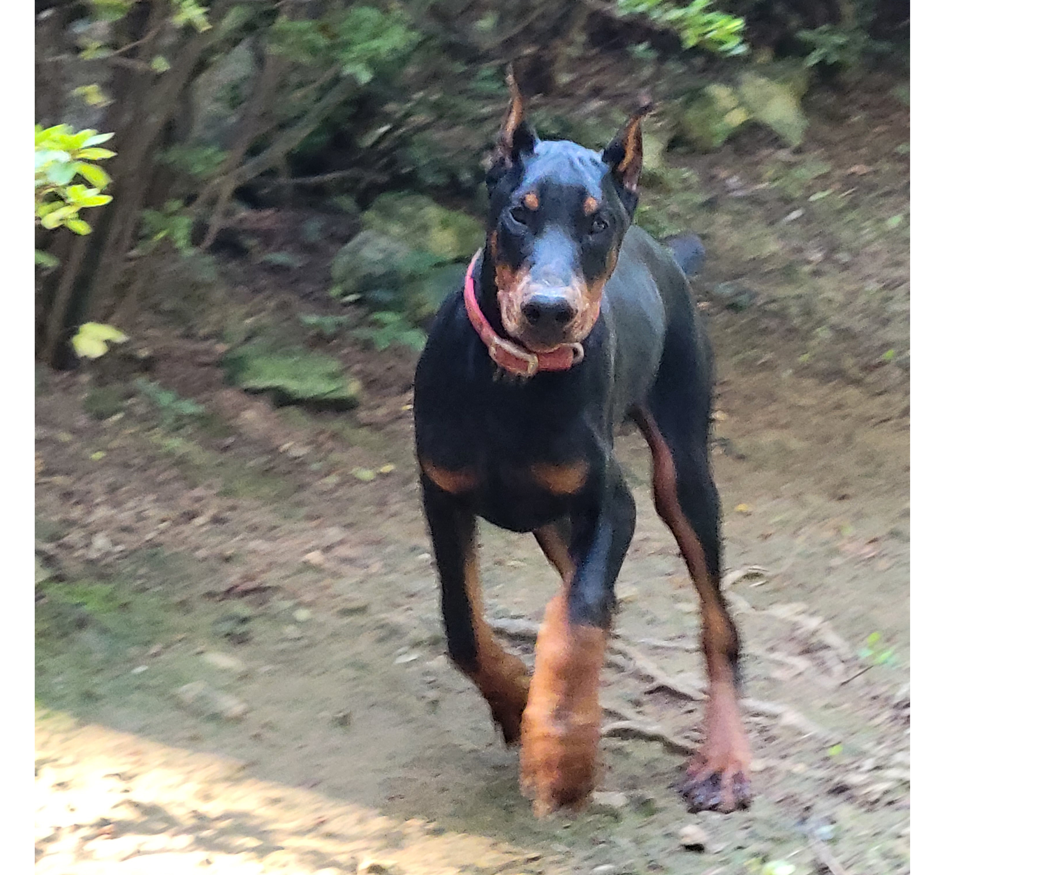 Apollo at 4mo.